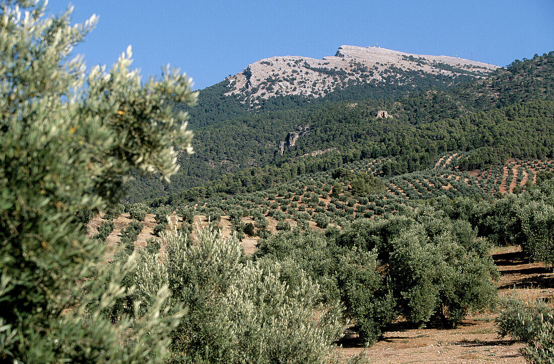 Olive trees and El Yelmo mountain. Sierra de Cazorla, Segura y Las Villas Natural Park. Jaén province. Spain