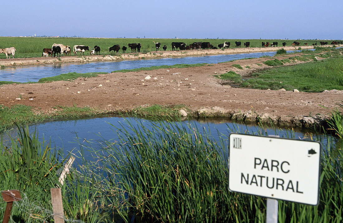 Bulls. Delta del Ebro Natural Park. Tarragona. Spain.