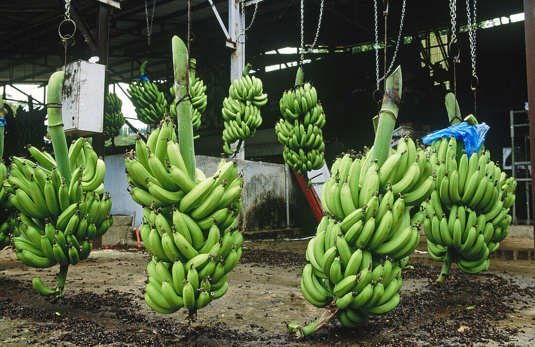 Banana Museum. Sainte Marie. Martinique. French Antilles.