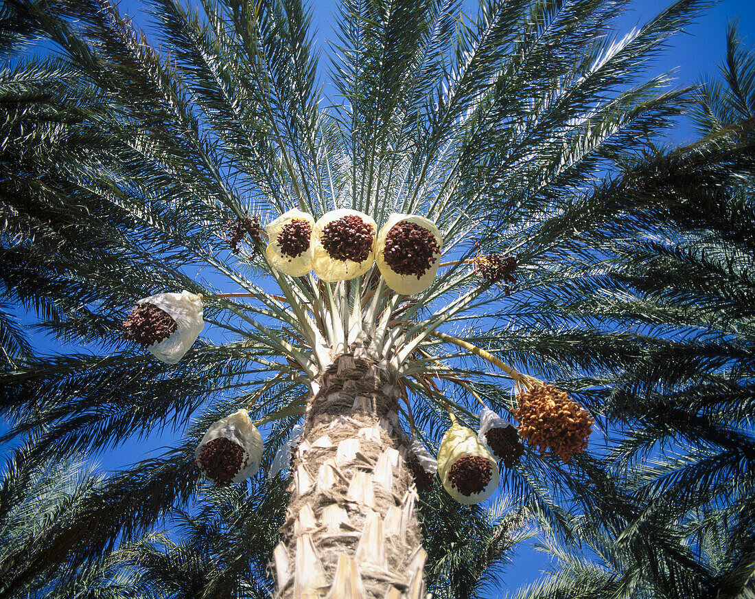 Dates.Tunisia.