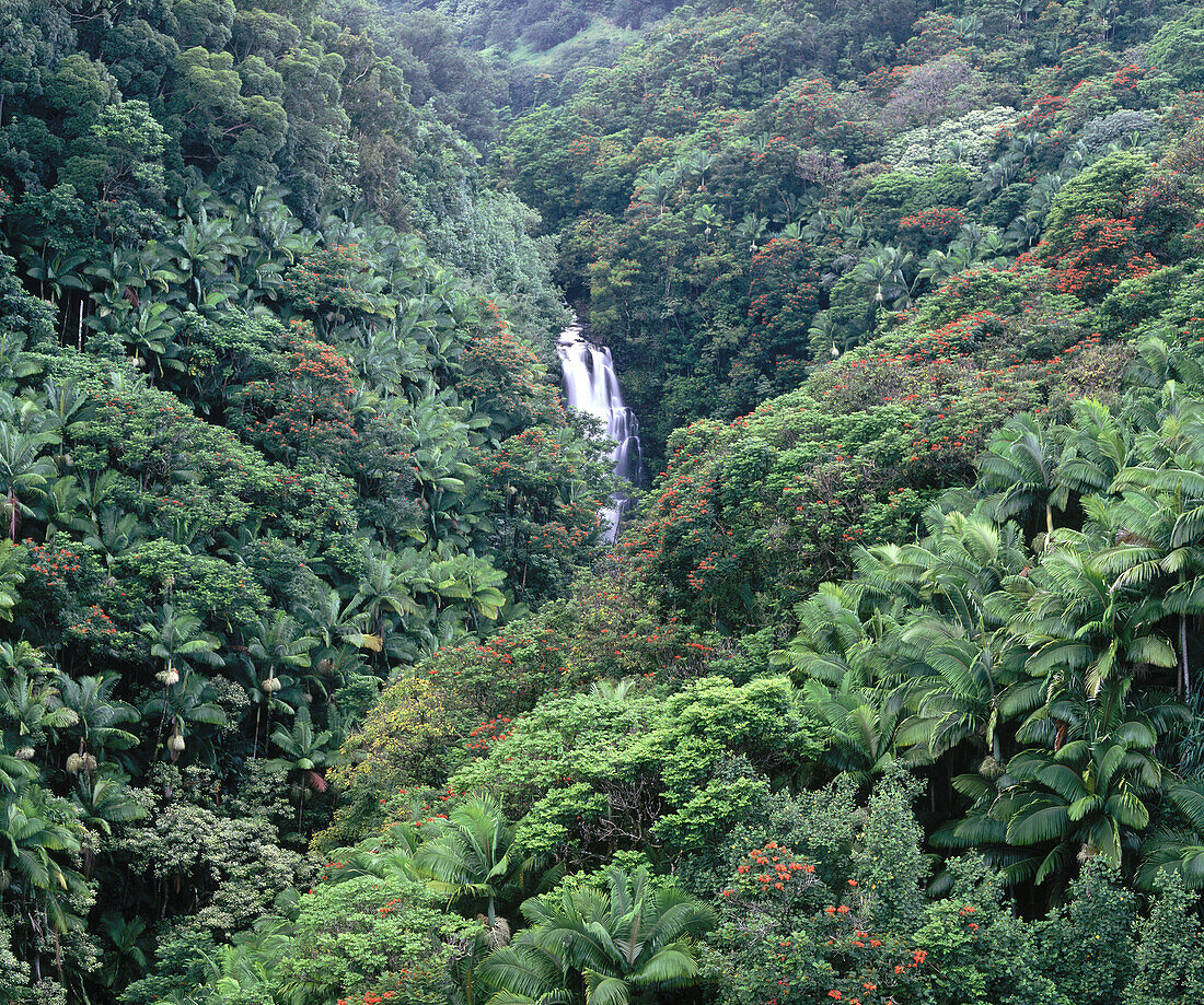 Waterfall. Hamakua coast, Big Island. Hawaii. USA