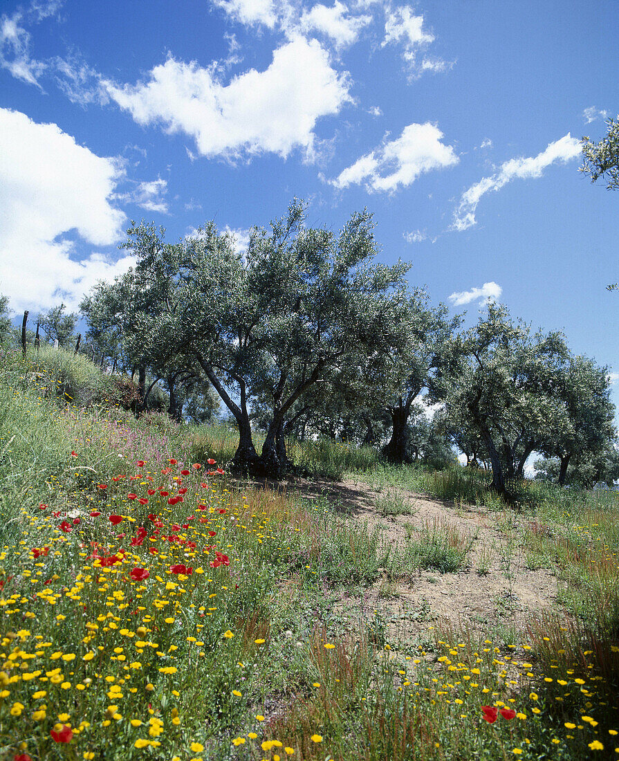 Olive trees. Extremadura. Spain