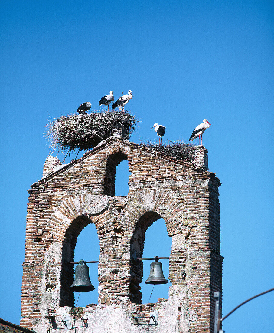 Stork nests at church. Spain.