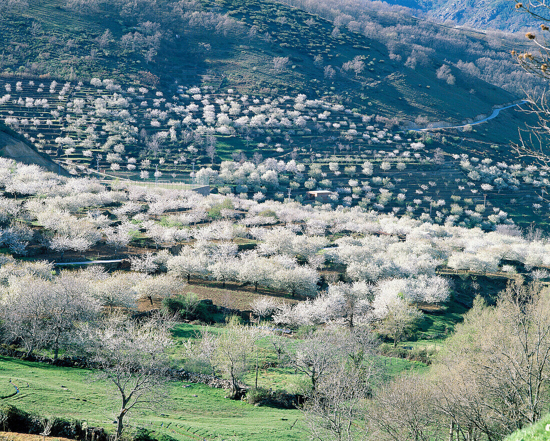 Cherry trees in blossom. Valle del Jerte. Cáceres. Spain.