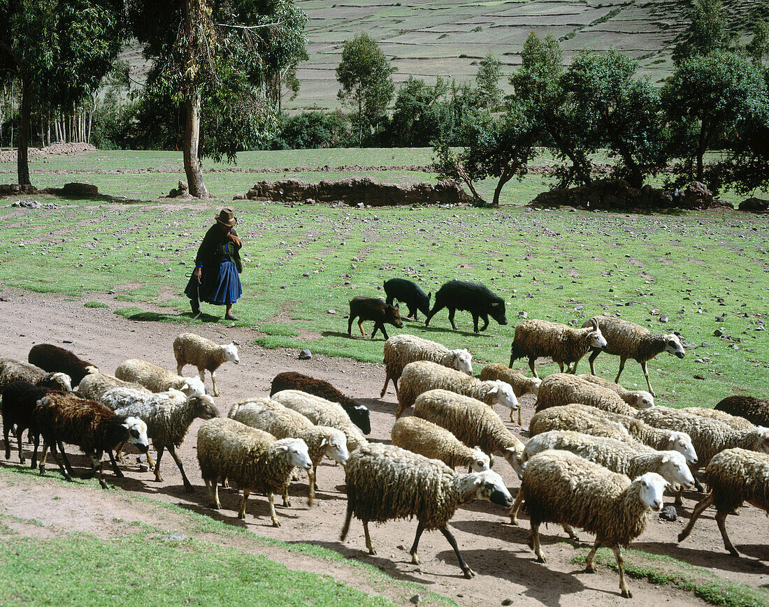 Flock of sheep. Urubamba valley, Peru.
