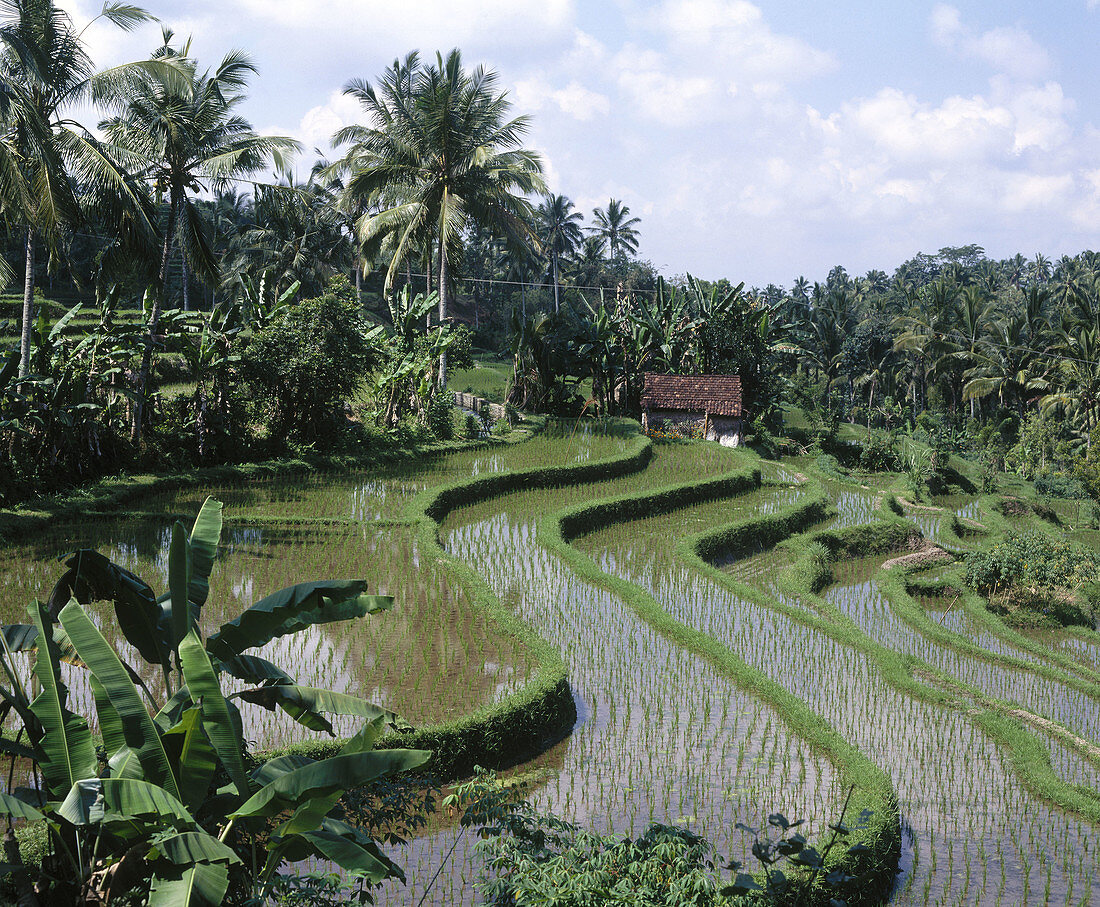 Rice field terraces. Jatuluih, Bali, Indonesia