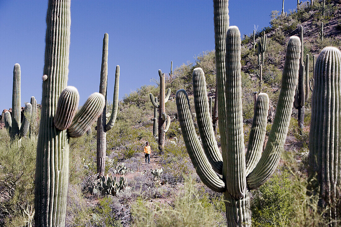 USA-Oct. 2006, Arizona, Tucson City, Saguaro National Park