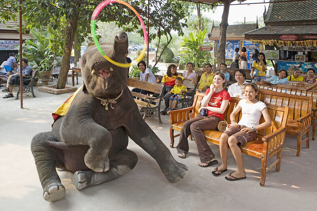 Elephant show. Ayutthaya City. Thailand. January 2007.