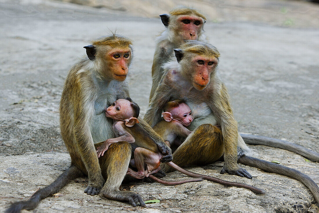 Dambulla City area. Monkeys. Sri Lanka. April 2007.