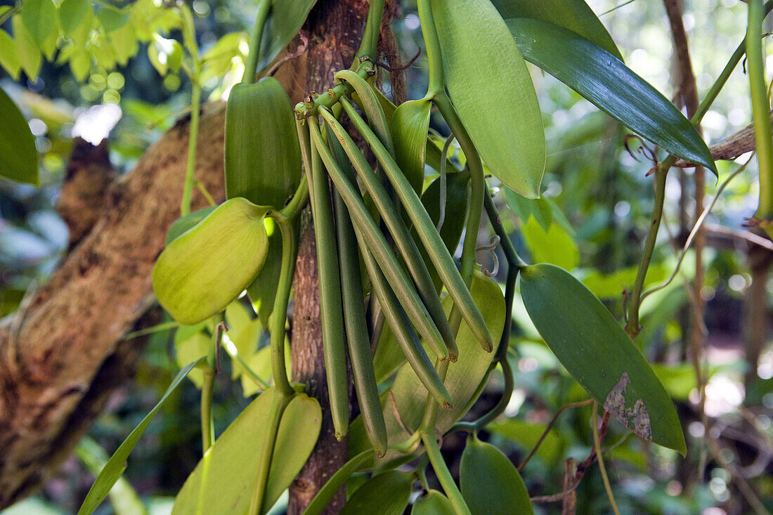 Spices garden. Vanilla plant. Sri Lanka. April 2007.