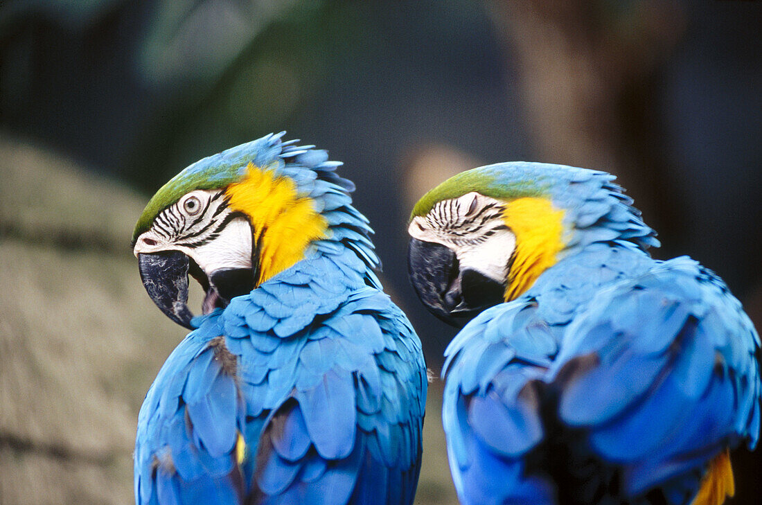 Gold and Blue Macaw (ara ararauna). Jurong Bird Park, Singapore