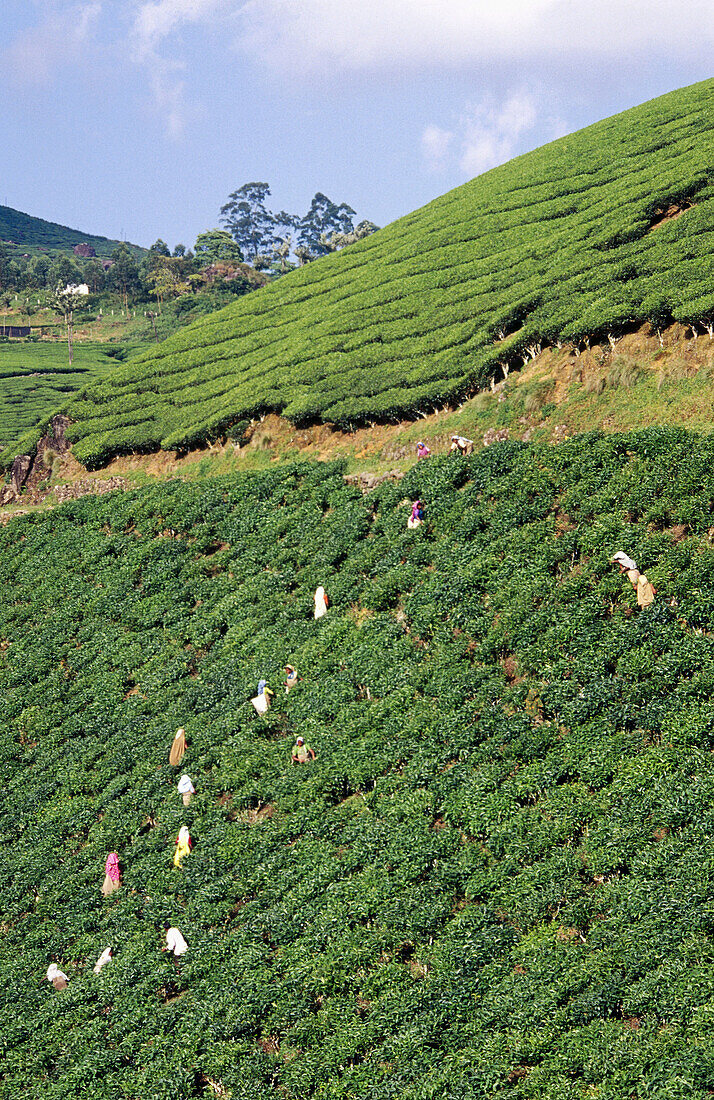 Tea plantation. Munnar. Kerala. India