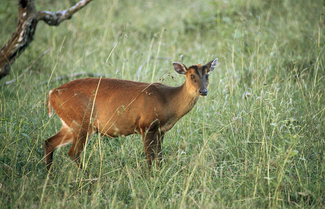 Muntjac or Barking Deer (Muntiacus muntjak). Bandipur National Park, Karnataka, India