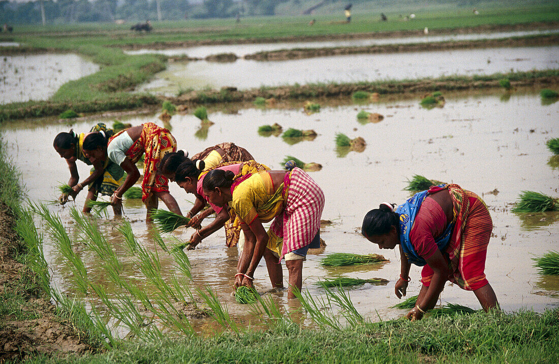 Five Indian women working in fields planting rice