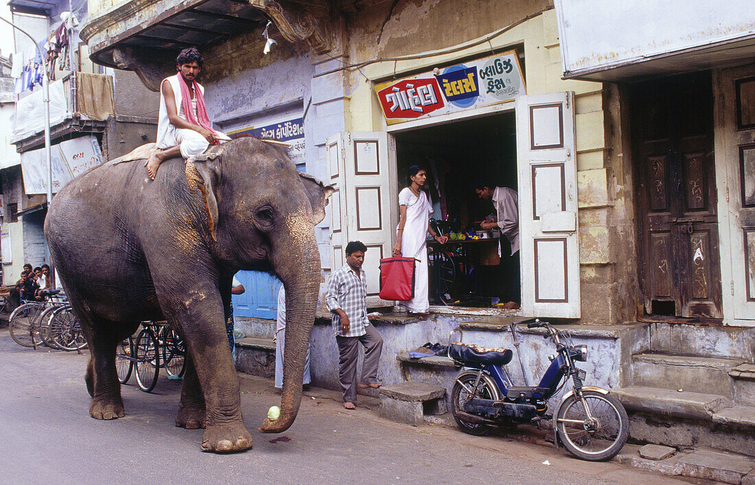 Elephant in the street of Ahmedabad, Gujarat, India