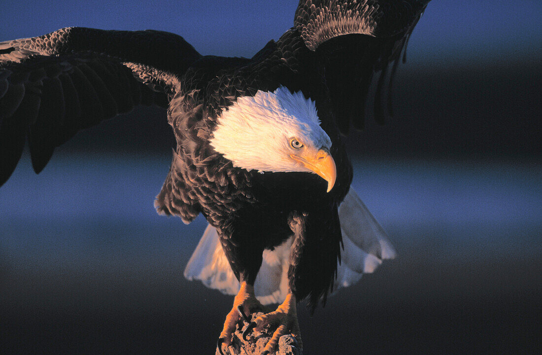 Bald Eagle (Haliaeetus leucocephalus) on perch. Alaska. USA