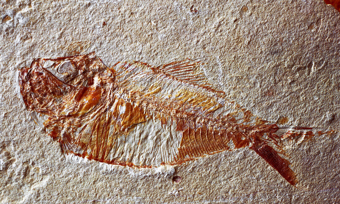 Fosile fish. Paleontological museum in Uppsala. Sweden