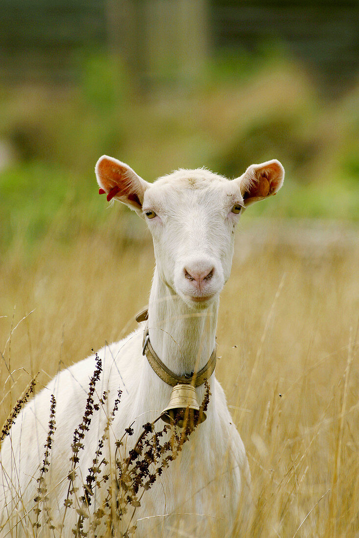 Goat with a bell. Sao Miguel, Azores. Portugal