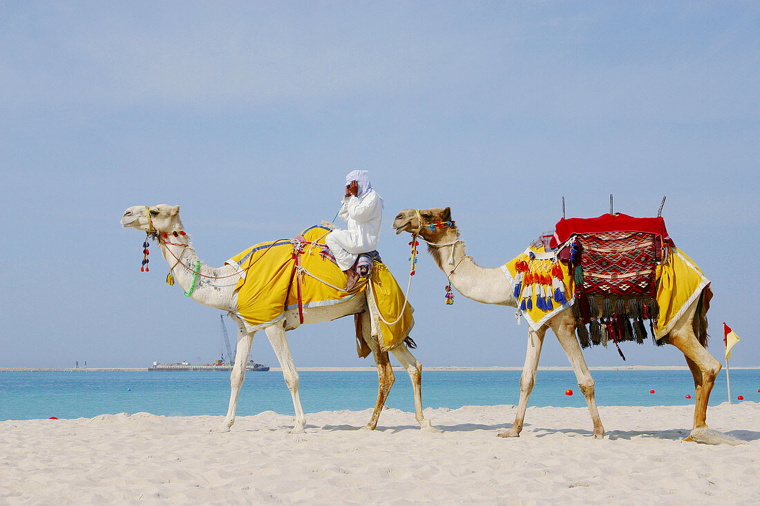 Camels at Jebel Ali. Dubai, UAE (Unired Arab Emirates)