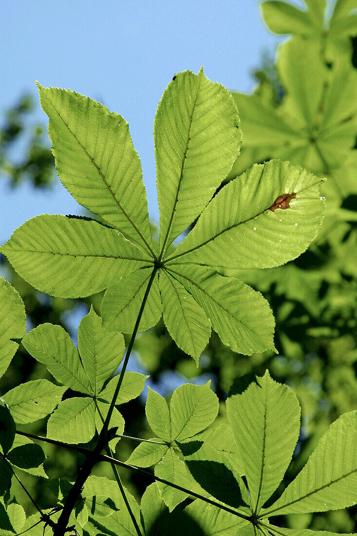 Leaf of a horse-chestnut
