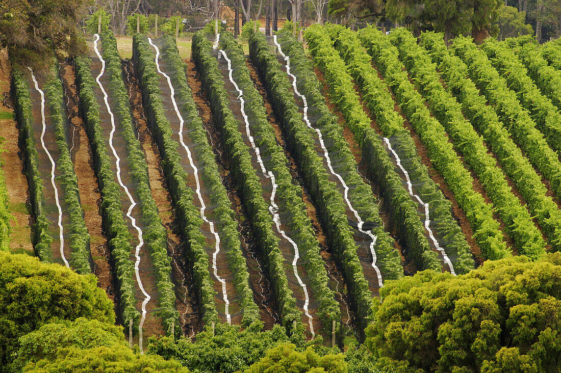 Wine grower Howard Park Wines and Leston vineyard in Margaret River. Western Australia, Australia