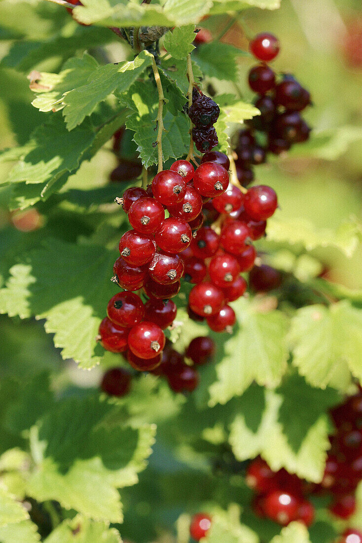 Redcurrants