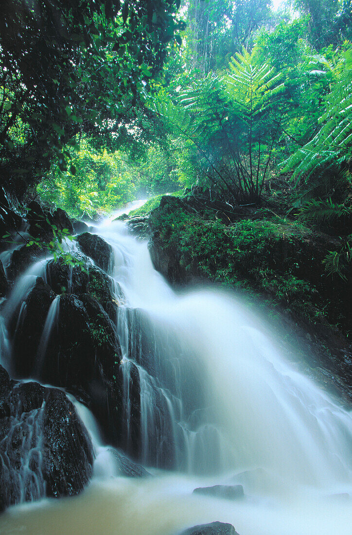 Daintree rainforest. Queensland. Australia