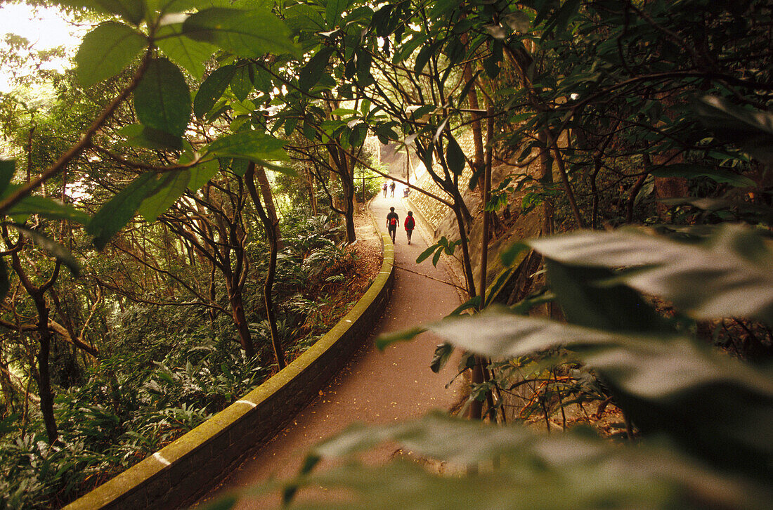 Asien, Außen, Farbe, Hong Kong, Hongkong, Horizontal, Natur, Park, Parks, Pfad, Pfade, Pflanze, Pflanzen, Plätze der Welt, Promenade, Promenaden, Reisen, Stadt, Städte, Stimmung, Tageszeit, Vegetation, Weg, Wege, Xianggang, A73-185859, agefotostock