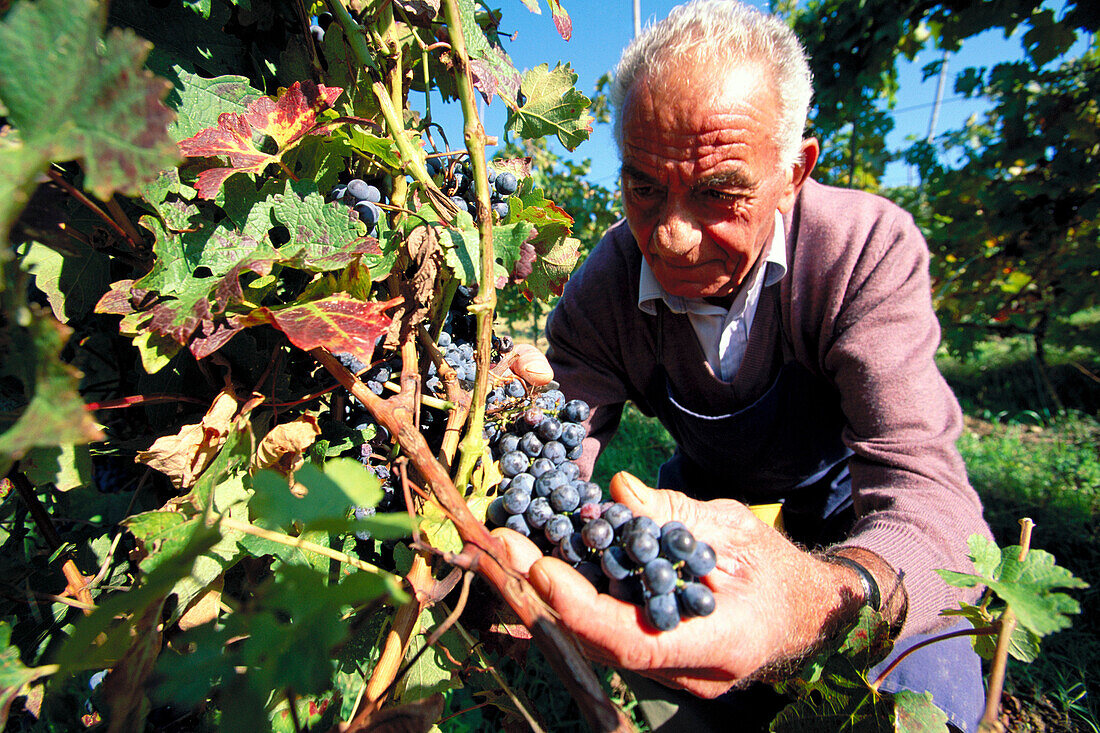 Man harvesting grapes. Chianti. Tuscany. Italy