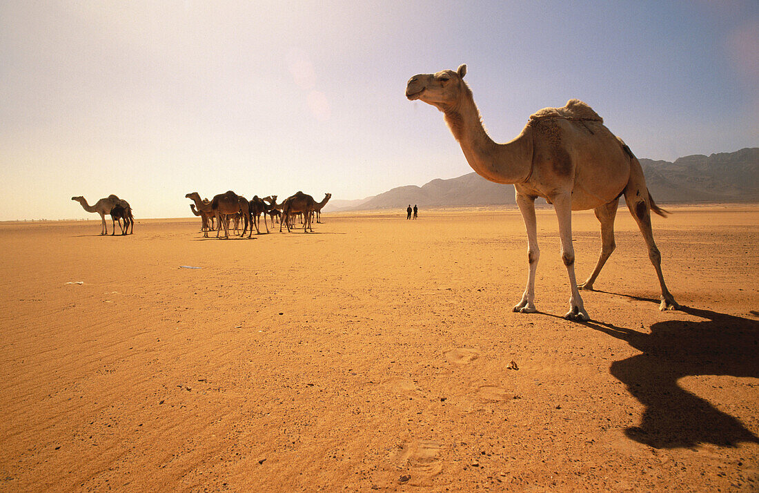 Flock of camels going to camel market. Zouérate. Mauritania