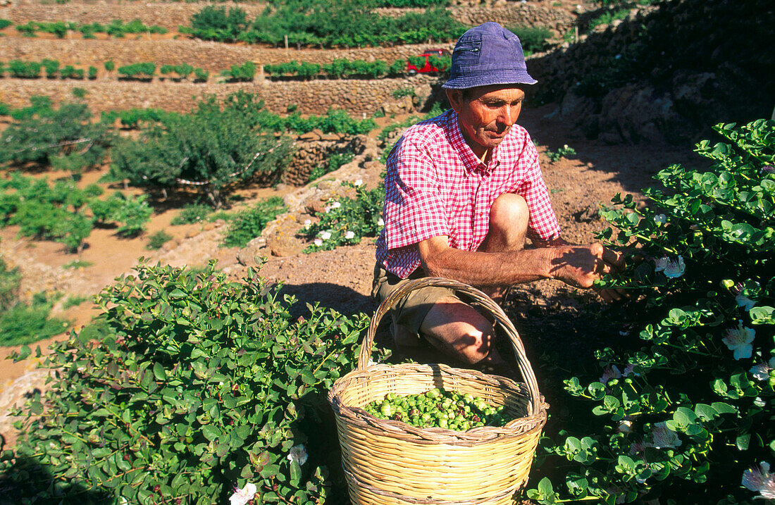 Man picking capers in Pantelleria Island. Sicily. Italy