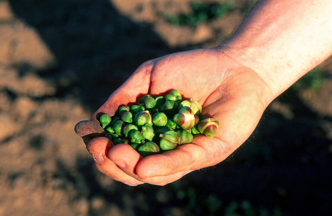 Picking capers. Bivio Monasterio. Pantelleria. Sicilia. Italy