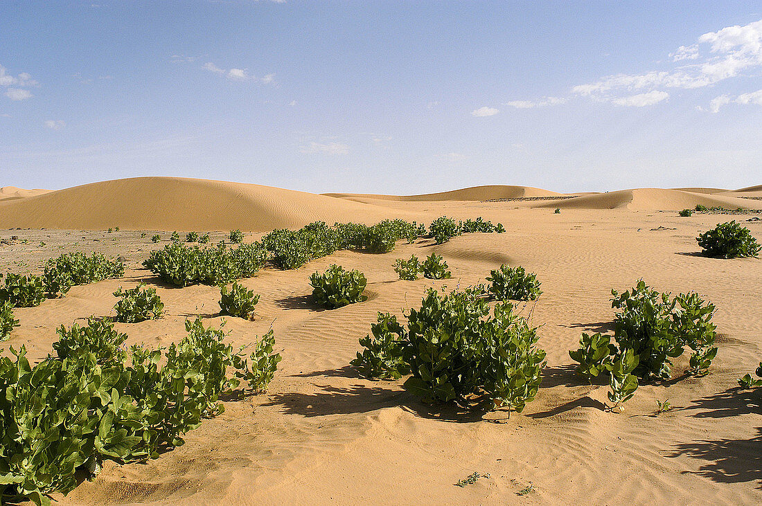 The desert between Zouerate and Tourine. Zouerate. Mauritania.