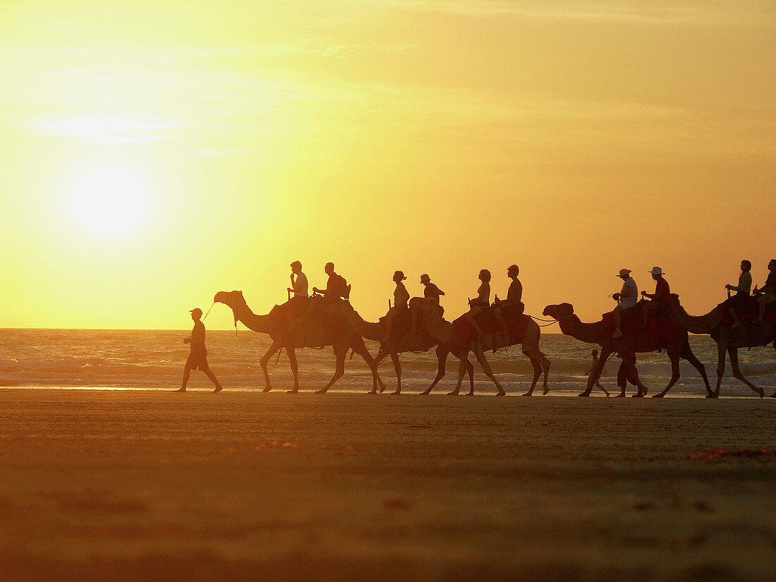 Sunset camel ride along the beach. Broome. Western Australia. Australia.