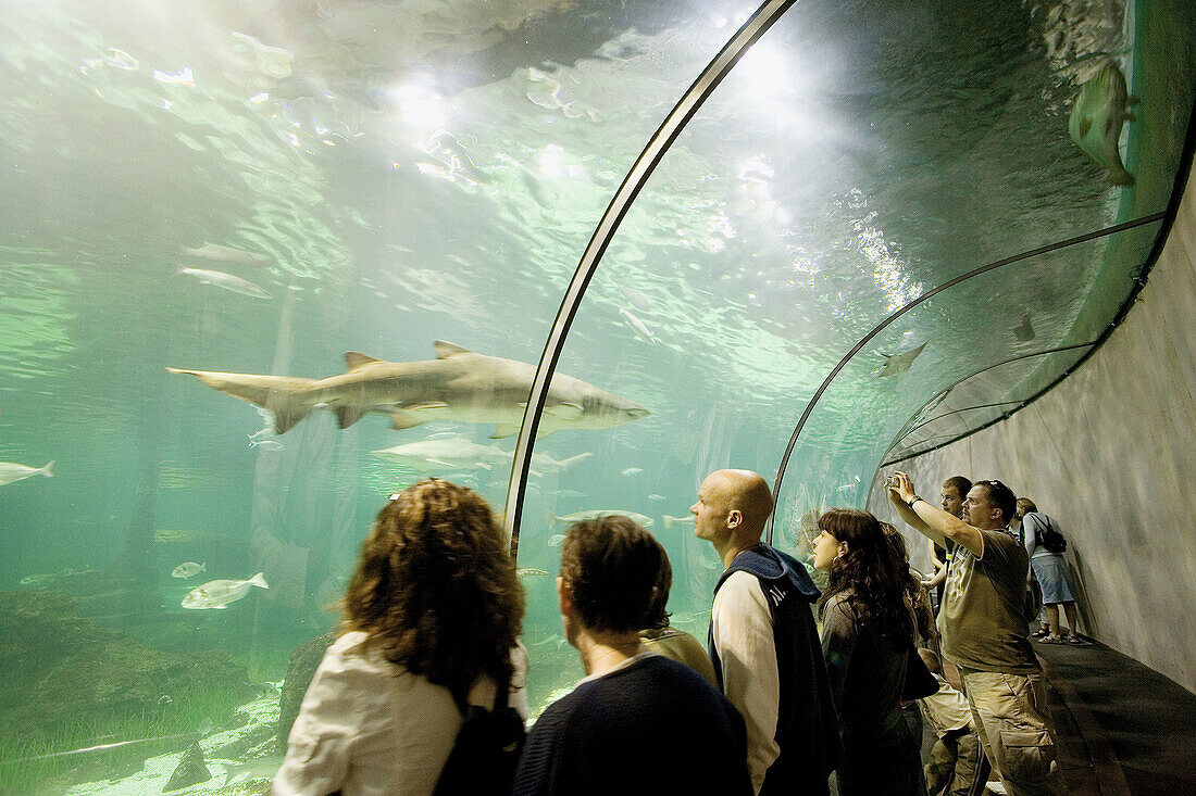 Aquarium. The Ocenari (underwater tunnel). Barcelona. Cataluña. Spain