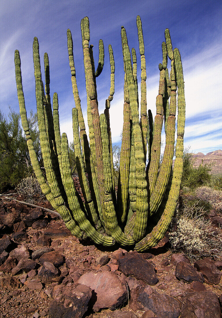 Sonoran Desert. Organ Pipe Cactus National Park. Organ pipe cactus