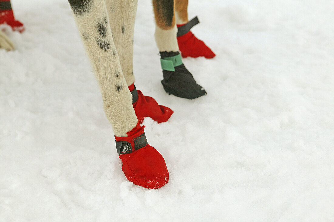 Shoes for Sled dogs