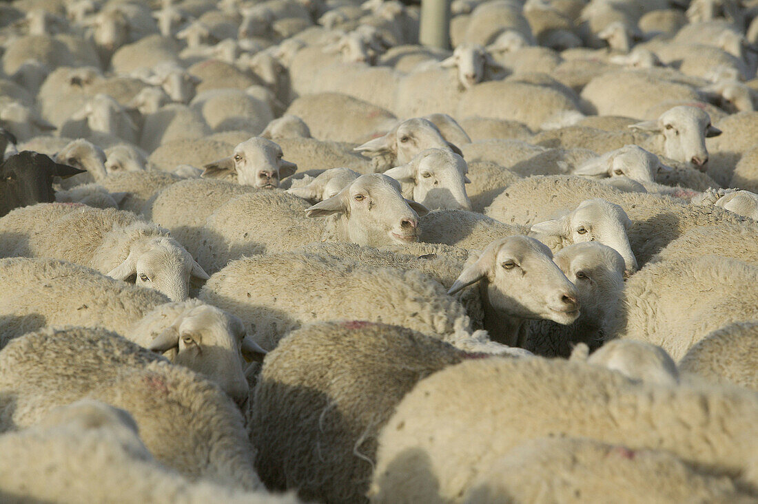 Sheep herd. Marcilla. Navarra. Spain.