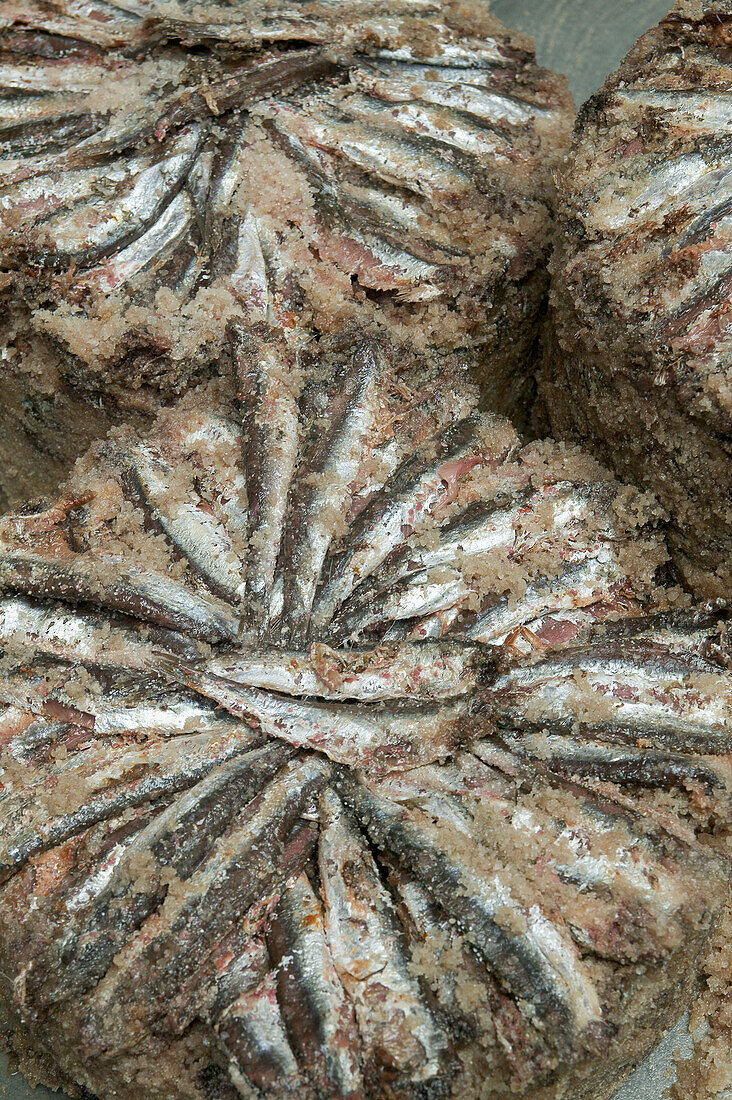 Anchovies after the salting process, for the making of anchovies in oil. Santoña. Cantabria. Spain.