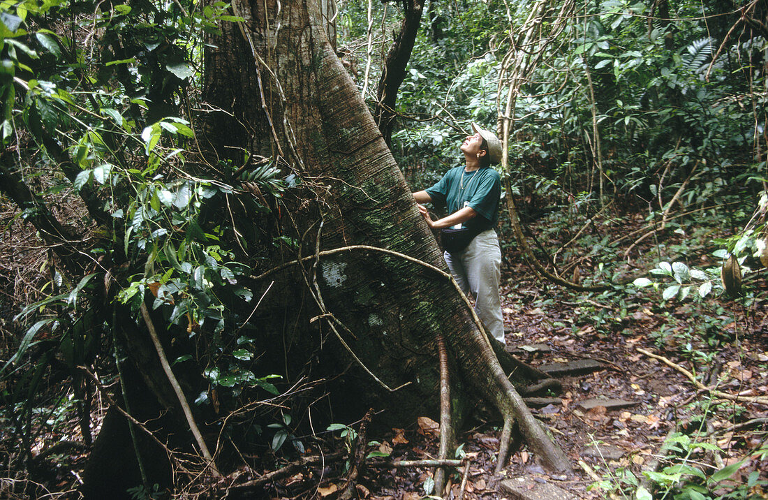 Guide of the Smithsonian Tropical Research Institute (STRI) and tree (Ceiba sp.). Barro Colorado island, Panama