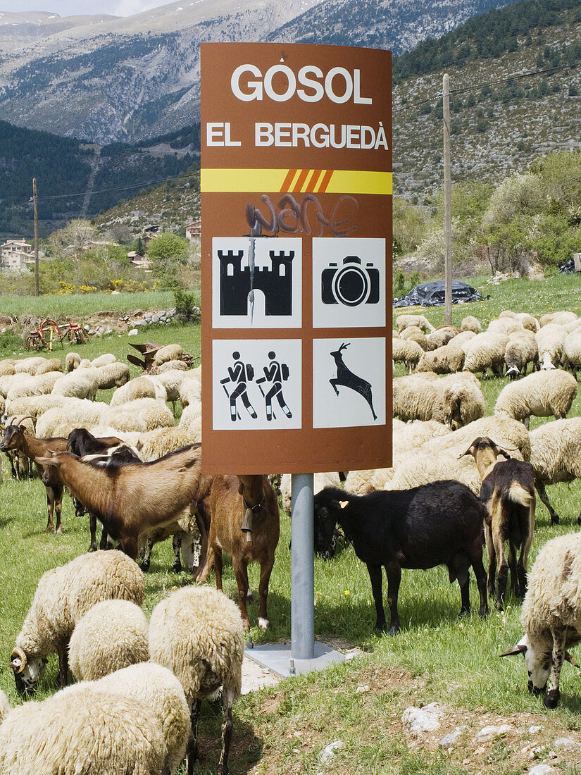 Sheep. Gósol. El Berguedà, Catalonia. Spain. Path of the Good Men (Camí dels Bons Homes). Route of the Cathars. Mountain-bike. BTT. GR 107.
