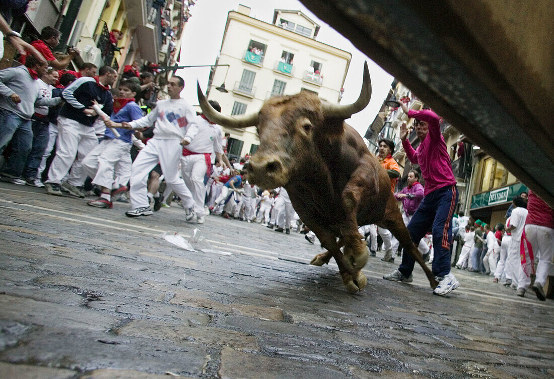 Encierro running of the bulls in the Calle Estafeta, San Fermin Festival. Pamplona. Navarre, Spain