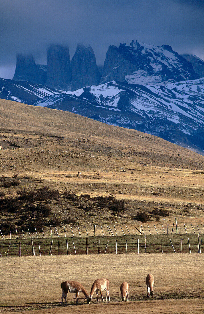 Guanacos (Lama guanicoe). Torres del Paine National Park. Chile.