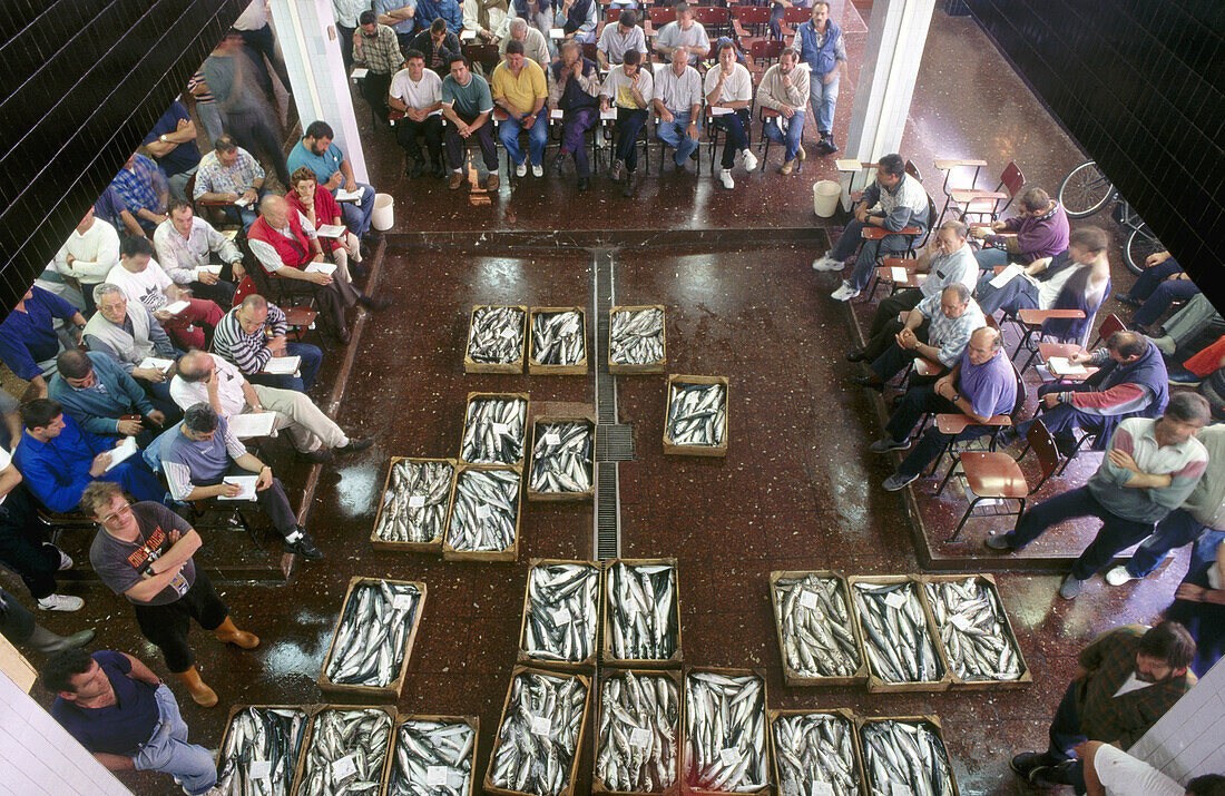 Auction at fish exchange. Ondarroa. Vizcaya. Euskadi. Spain.