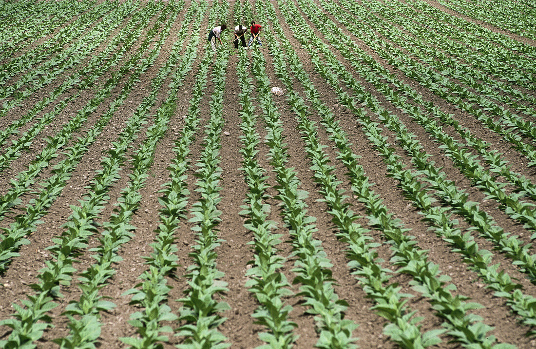 Tobacco fields. Andorra.