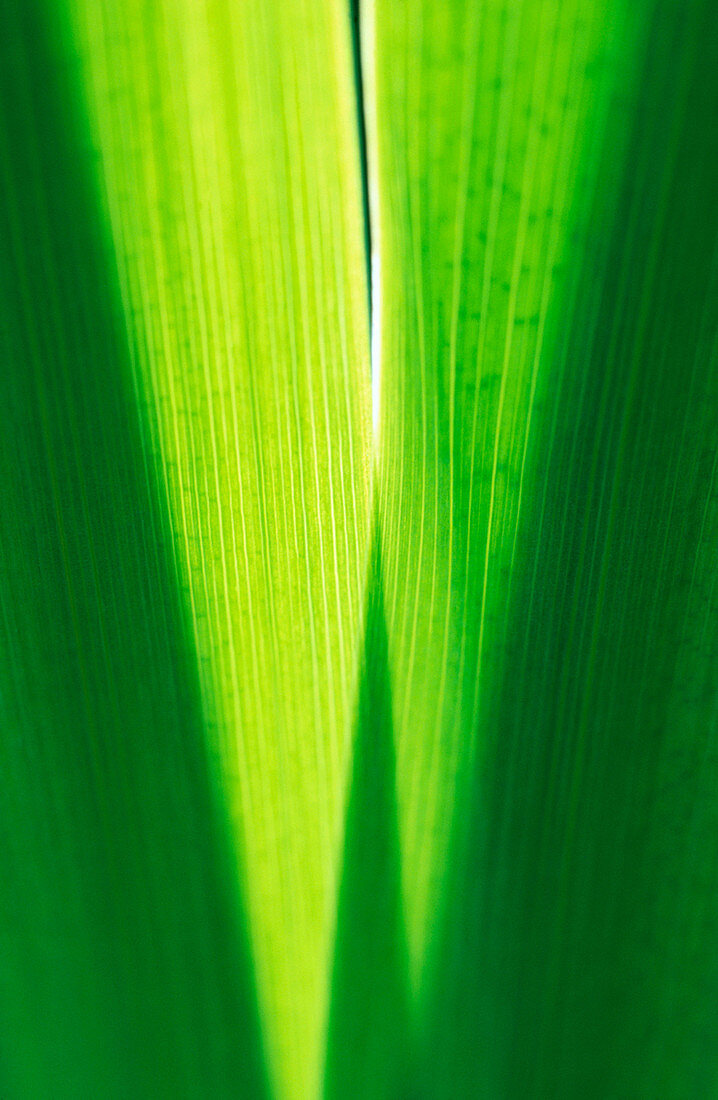 Iris leaves