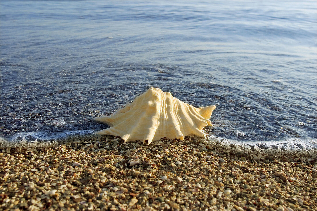 Conch shell on pebble beach. Red Sea, El Quesir, Egypt