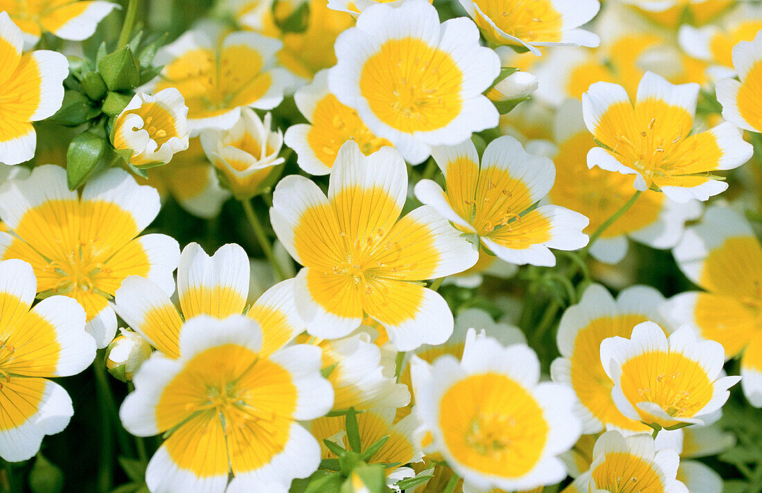 Common Meadowfoam (Limnanthes douglasii)