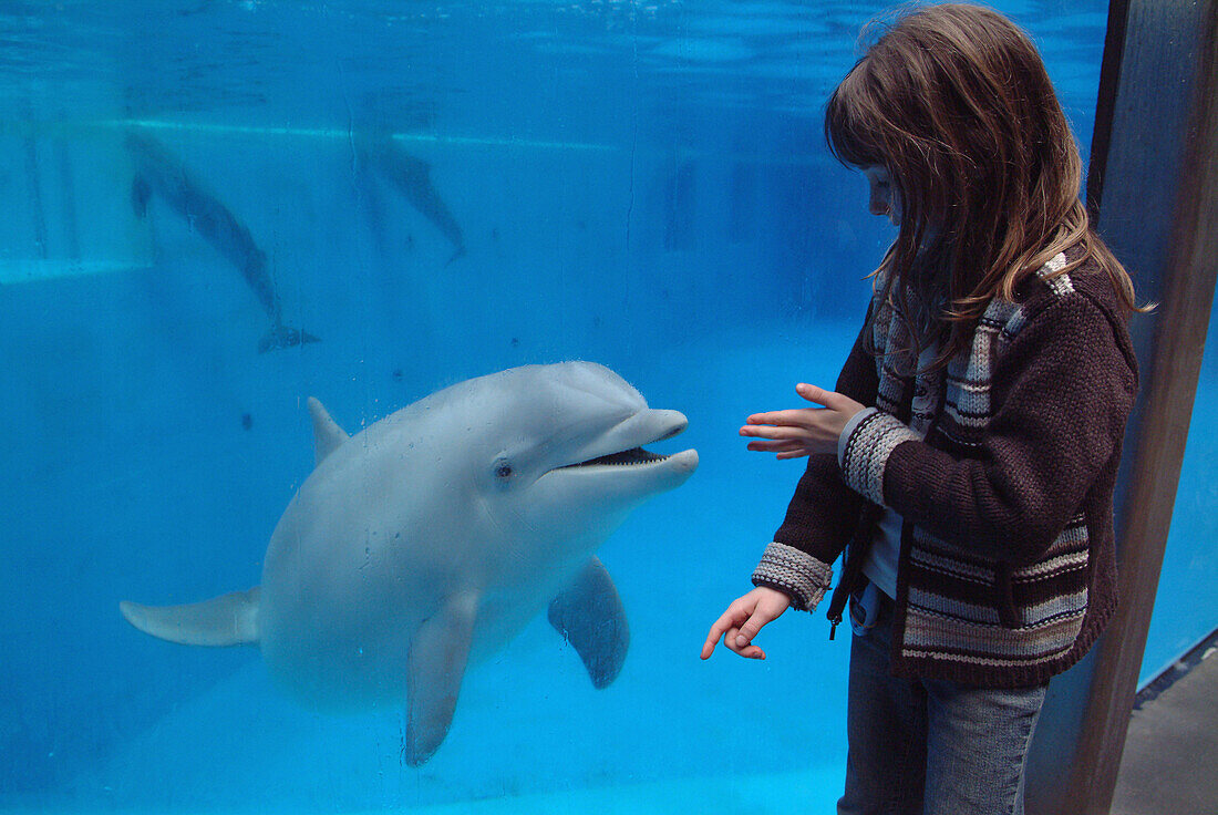 Dolphinarium, Boudewijnpark. Brugge, Belgium