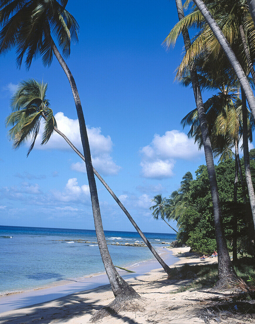 Palm trees on Gibbs beach. Mullins Bay. Barbados. West Indies